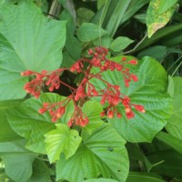 Clerodendrum paniculatum L.